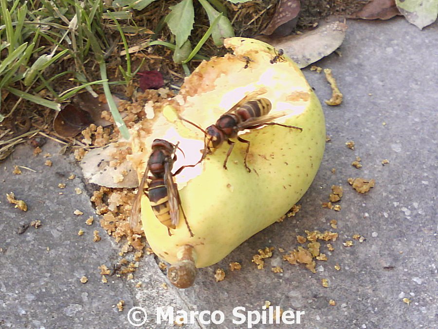 Vespa crabro a pranzo